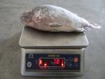 frozen fish black tilapia wholesale price, seafood tilapia fish companies