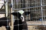 1.2m High Sheep Cattle Fixed Knot Fence 50m 100m Farm Guard Field Fence