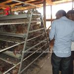 Wholesale Factory Price Q235 Poultry Layer Cage , Battery Cage System 256 Birds