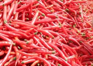 China Spicy Dried 1KG Birds Eye Chilli Ingredients Delivering Unmatched Flavor wholesale