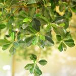 Height 300cm Artificial Realistic Fake Trees , Realistic Fake Trees All Season