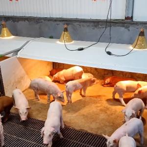 China PVC Fence Livestock Farm Nursery Cage Hot Galvanized Steel Customized wholesale