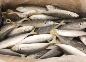 China Under 18 Degree Bulk 110g Horse Fresh Frozen Mackerel wholesale
