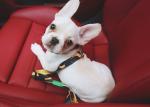 Safety Pet Car Seatbelt Dog Wearing Seatbelt For Middle Seat
