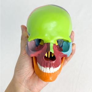 China Verisimilitude Accurate Color Flexible Medical Dental Clinic Teaching Equipment 15 Pieces Exploded Head Bone Model wholesale