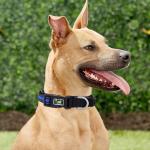 OEM Custom Reflective Dog Collars