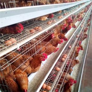 China Q235 Steel Wire Galvanized Poultry  Egg Layer Chicken Cage 128 Chickens on sale