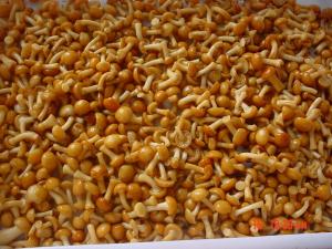 China IQF New Crop  Frozen Fruits And Vegetables Forest Nameko Mushroom Whole Part ABC wholesale