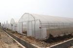 Polytunnel Sri Lanka Colombo Steel Frame Greenhouse Single Span