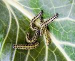 Organic Farm Insecticide bio pesticide manufacturers for Sustainable and Natural