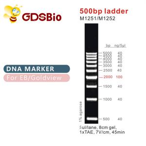 China Classic DNA Ladders & Markers 500bp Ladder M1251/M1252 wholesale