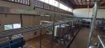 Automatic Mango Processing Line 20T/H Food Grade SS304