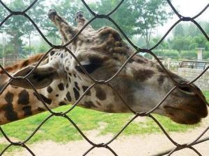 China Durable Stainless Steel Zoo Mesh , animals cage Wire ropeMesh For Giraffe fencing wholesale