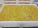 Pharmaceutical medicine Plastic Drying Trays with holes for good drying