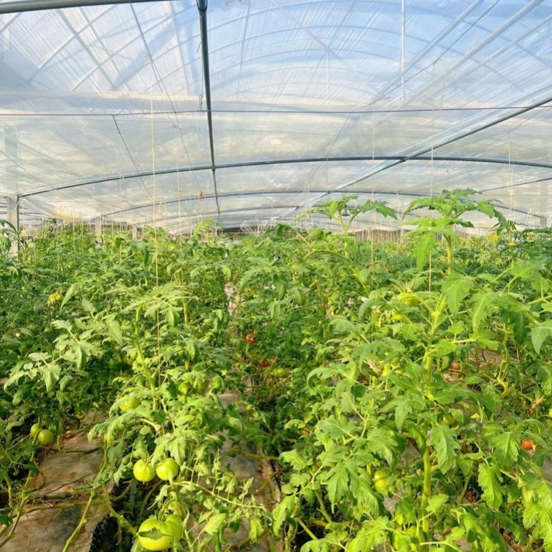 Multi Span Film Greenhouse for Hydroponics Growing