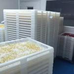 Various Color Plastic Drying Trays And Trolly Food Grade PPE Material 75 * 55 *