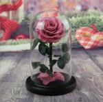 Real Natural Fresh Big Rose Preserved Flower Preserved Everlasting Real Roses in