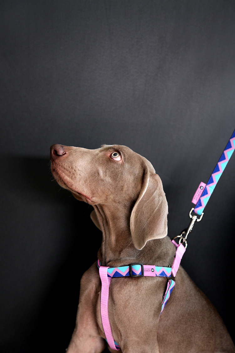 Large No Pull Rainbow Dog Harness With Name Woven Print Double Layer