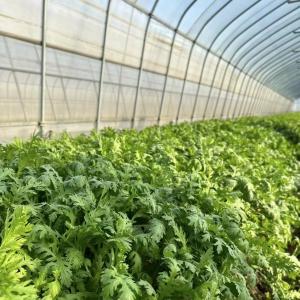 China JX-A00162 Innovative Agriculture Arches Tunnel Greenhouse Kit Estimated Delivery Time wholesale