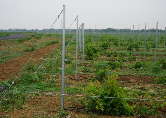 Vine Plants Vineyard Grape Stake Vineyard Line Posts Hot Dipped Galvanized