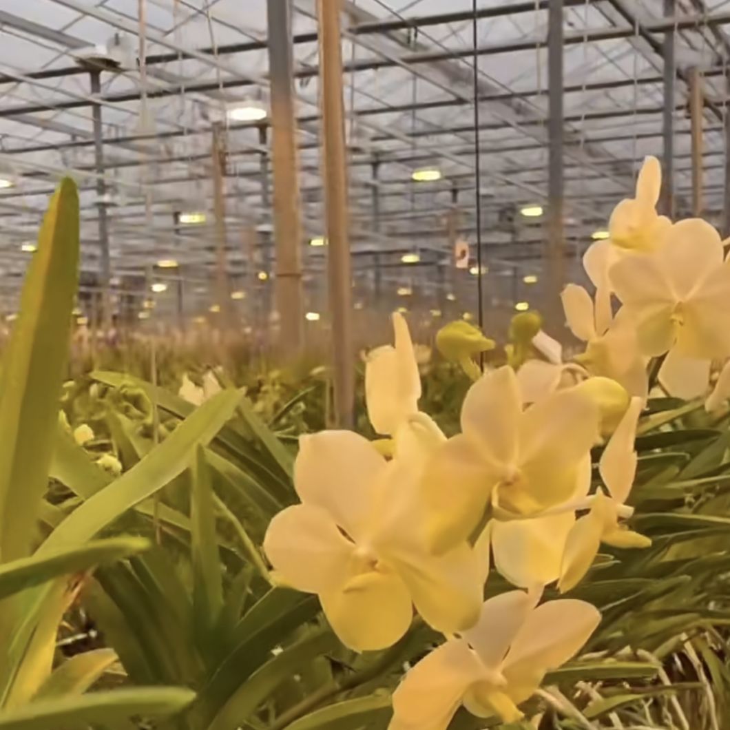 Blossom Haven with Glass Greenhouse