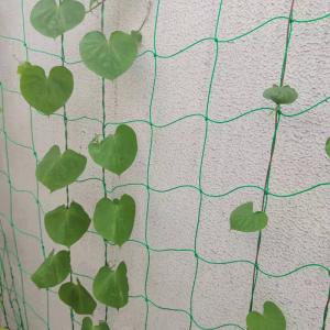 China Garden Yard Green 1.8m2 Plastic Climber Plant Supporting Net wholesale