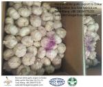Garlic to Senegal