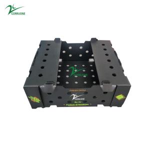 China A4 Nuc Asparagus Corrugated Plastic Sheet Box With UV Coating wholesale