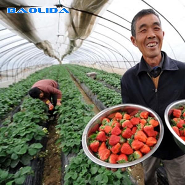 Agriculture Single Span Hot Dip Galvanized Pipe Tunnel Plastic Greenhouse For