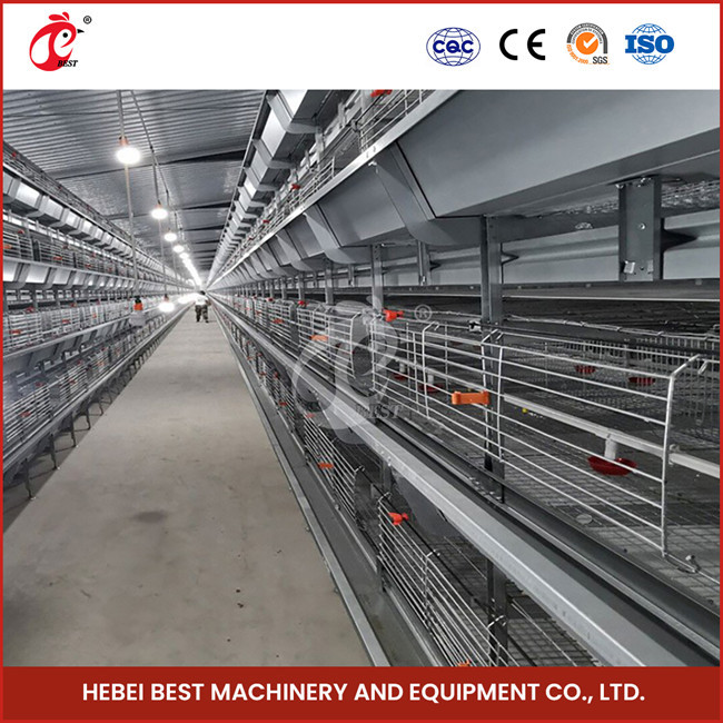 20,000 Birds Easy Operate Full Automatic Broiler Cage System For Chicken Farm Sandy