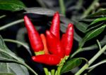 Stemless Bullet Head Chili Dehydrated Chaotian Sun Dried Red Peppers