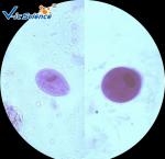 Commercial Parasitology Microscope Slides Microscope Slide Cover Glass 100 Pcs