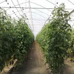 Anti Insect Net Multi Span Hydroponic Tunnel Plastic Greenhouse For Vegetable