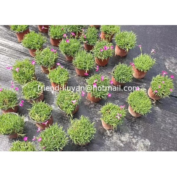 Soft 50cm Polypropylene Woven Ground Cover Membrane Black