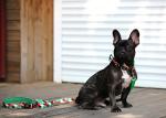 3.94in 10cm Red Rainbow Dog Bowtie Plaid Dog Collar With Bow
