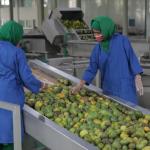 Industrial Apple Juice Processing Line 380V Orange Juice Production Line