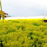 Plastic Square Assemble Green Roof Tray Systems for Sustainable Planting