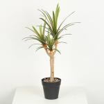 Flexible Glue Faux Dracaena Plant Black Plastic Pot 45 CM 62 CM 82 CM