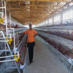China A Type Poultry Battery Layer Chicken Cage System Hot Galvanized Q235 Steel Wire wholesale