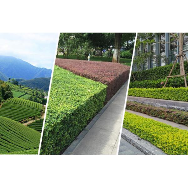 Multi Functional Cordless Hedge Trimmer 22.5cc Gasoline Hedge Trimmer Single Blade