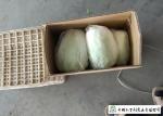 Frozen Vegetable Factory Napa Cabbage Plant Can Lower Blood Pressure