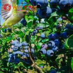Strength PP/HDPE Plastic Anti Bird Netting Anti Insect Netting for Orchard