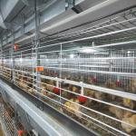 200-300 Birds / Set Baby Chick Cage Hot Dip Galvanized