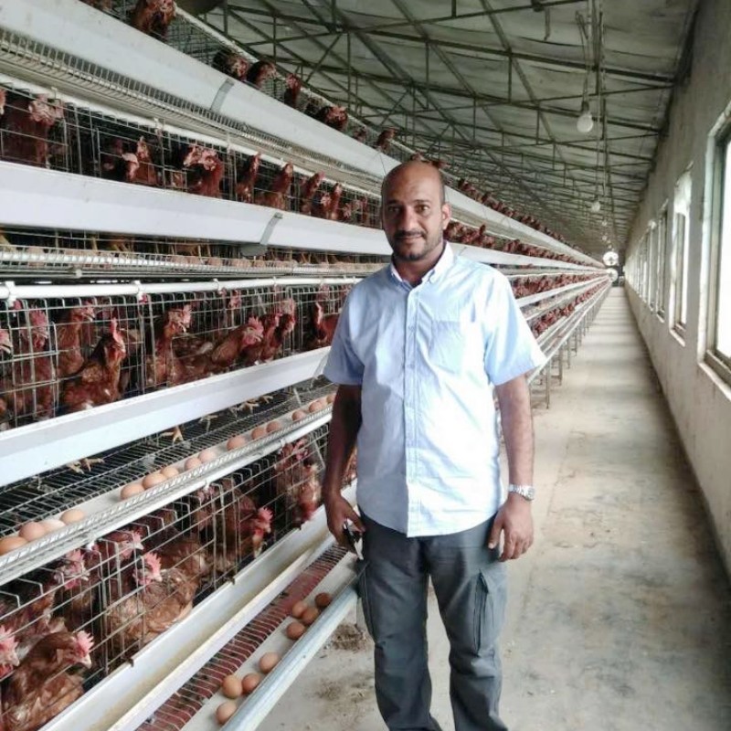 A Type Battery Hens Layer Chicken Cage Automatic Poultry Farm Equipment