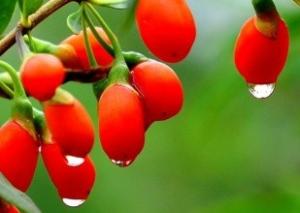 China dried fruit new arrival organic dried wolfberry goji berries--Lycium barbarum L. wholesale