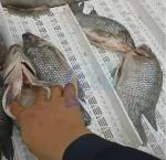 New Type Automatic Fish Cleaning Fish Belly Splitting Cutting Filleting Killing