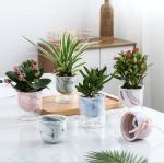 Creative Home Automatic Water Absorption Vase