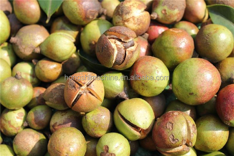 Camellia Seed Shelling Sorting Automatic Food Processing Machine Commercial