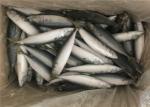 Pacific IQF Fish 80g Whole Round Bulk Fresh Frozen Mackerel