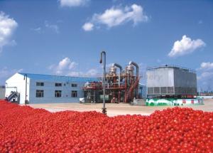 China UHT Sterilizing Tomato Paste Production Line For Apple Jam / Shea Butter / Red Pepper Paste wholesale